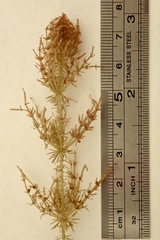 Chara hornemannii