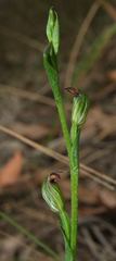 Pterostylis clivosa