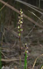 Genoplesium despectans