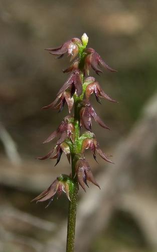 Genoplesium despectans (Hook.f.) D.L.Jones & M.A.Clem.