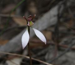 Eriochilus cucullatus