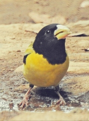Coccothraustes abeillei