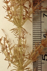 Chara hornemannii