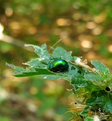 Chrysolina herbacea