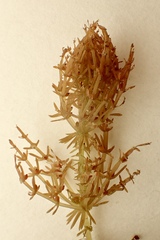 Chara hornemannii
