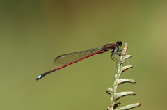 Oxyagrion