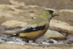 Coccothraustes abeillei