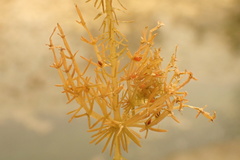 Chara hornemannii