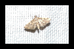 Lamprosema