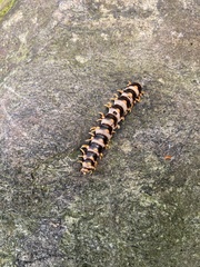Rudiloria