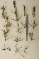 Chara hornemannii