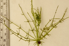 Chara hornemannii
