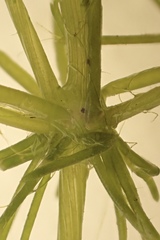 Chara hornemannii