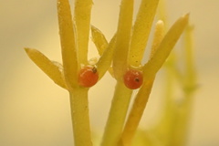 Chara hornemannii