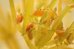 Chara hornemannii