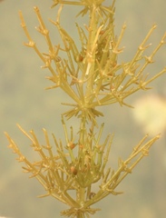 Chara hornemannii