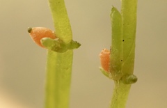 Chara hornemannii