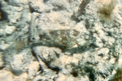 Sparisoma chrysopterum