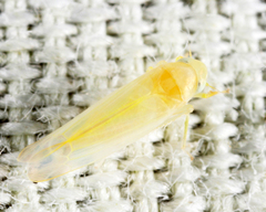 Zonocyba hockingensis