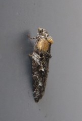 Acleris variana