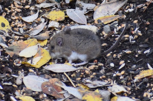 North American Deer Mice