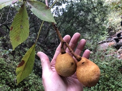 Aesculus pavia flavescens