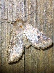 Orthosia rubescens