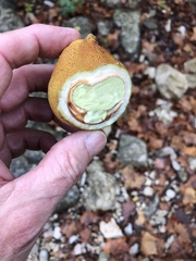 Aesculus pavia flavescens