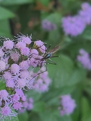 Toxorhynchites rutilus septentrionalis