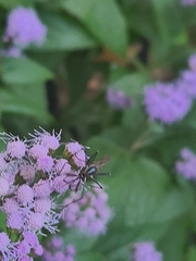 Toxorhynchites rutilus septentrionalis