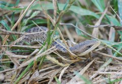 Gerrhonotus liocephalus