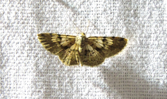 Ectropidia shoreae