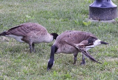 Branta canadensis