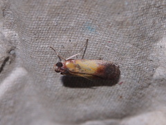 Piesmopoda semilutea