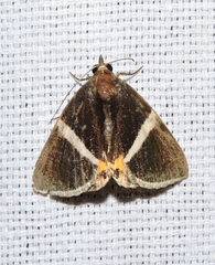 Fodina