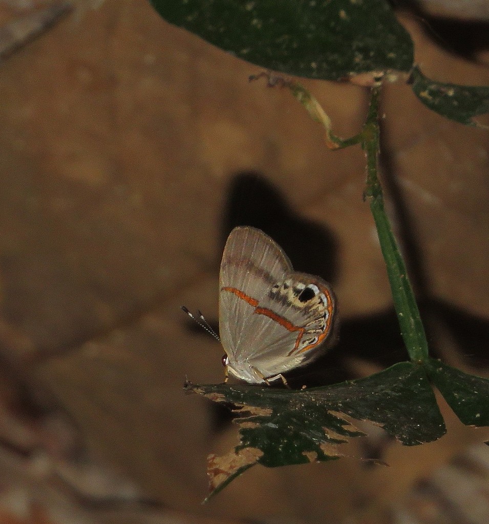 Euselasia cafusa