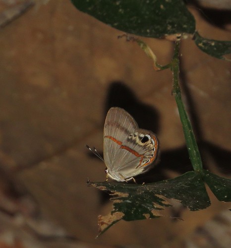 Euselasia cafusa