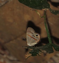 Euselasia cafusa