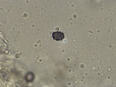 Lactarius maculatipes