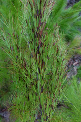 Caustis blakei