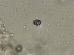 Lactarius maculatipes