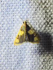 Rehimena phrynealis