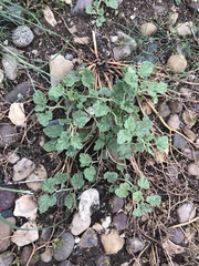 Malvella leprosa