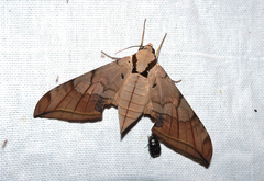 Ambulyx sericeipennis