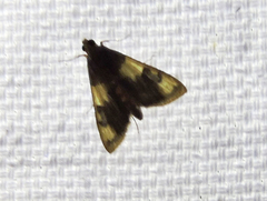 Rehimena