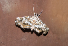 Paracymoriza vagalis