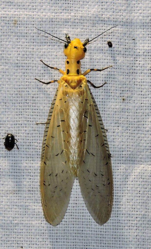 Nevromus intimus