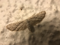 Idaea longaria