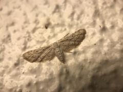 Idaea longaria