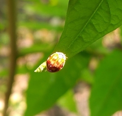 Harmonia quadripunctata